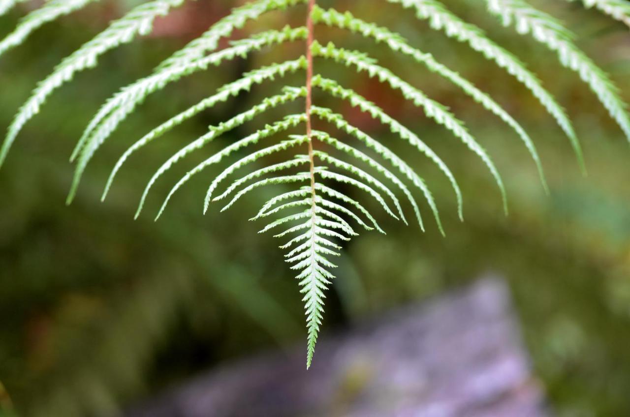 Rainforest Deluxe Franz Josef Exteriér fotografie