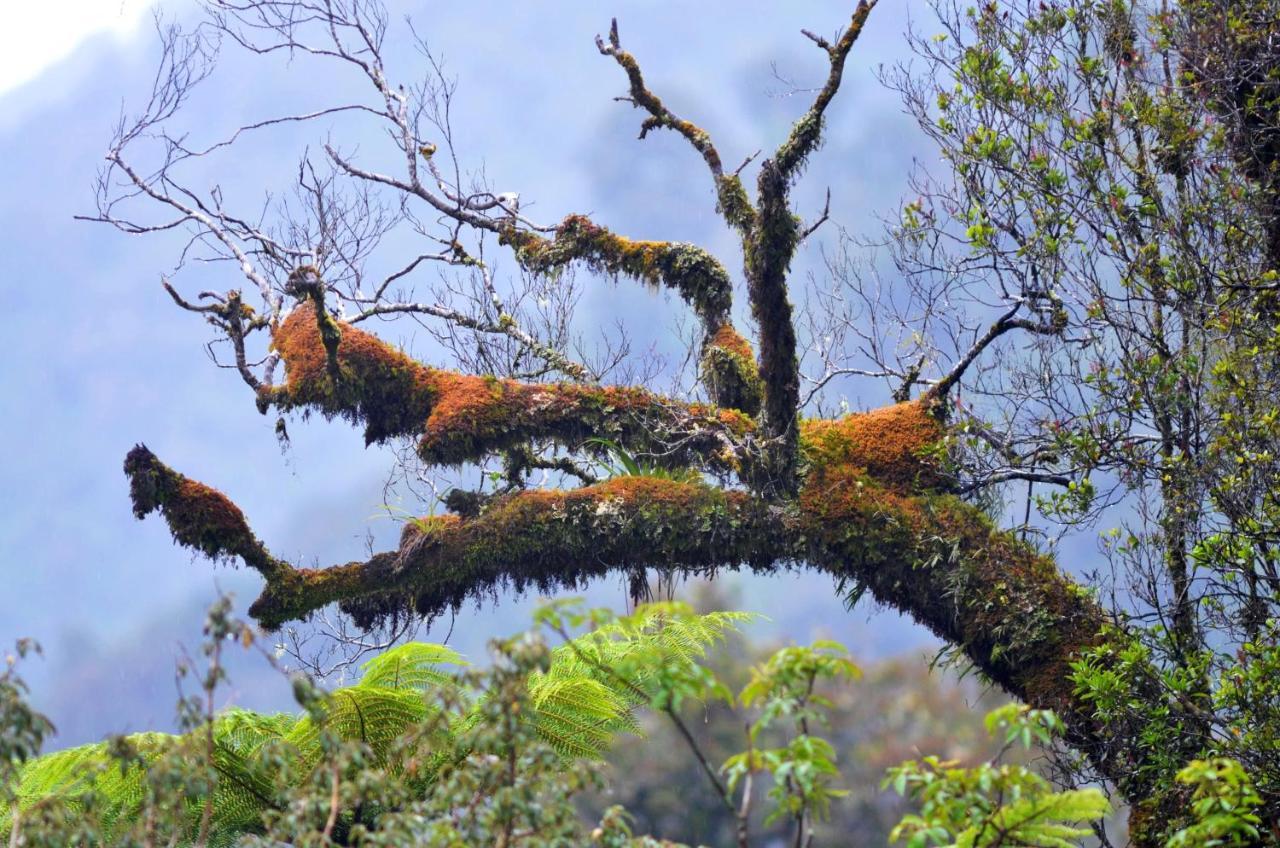 Rainforest Deluxe Franz Josef Exteriér fotografie